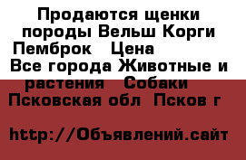 Продаются щенки породы Вельш Корги Пемброк › Цена ­ 40 000 - Все города Животные и растения » Собаки   . Псковская обл.,Псков г.